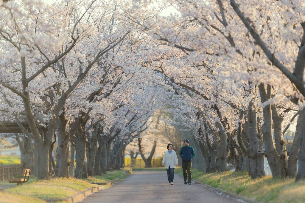 couple, walking, sakura trees-5832308.jpg
